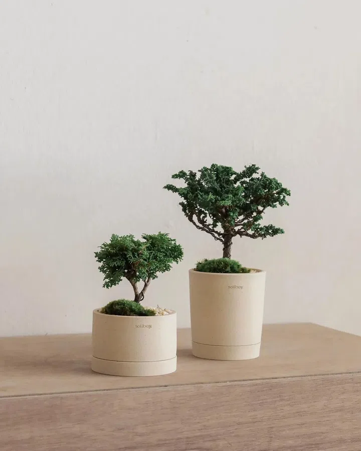 Sekka Hinoki Bonsai in Soilboy Flat Planter (left $228, right $298), available at Soilboy in Sin Ming Road. PHOTO: SOILBOY