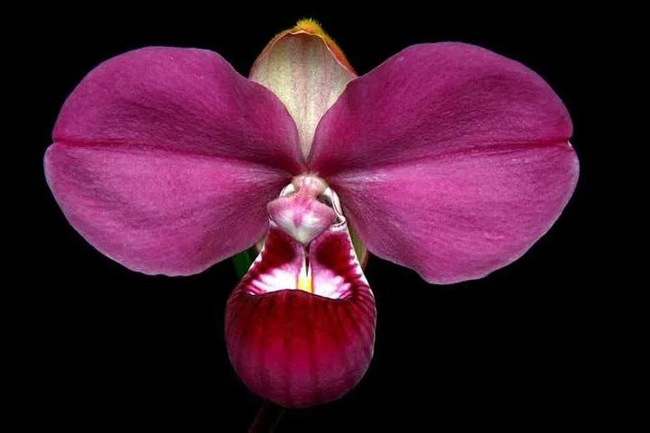 orchid care and plant tips