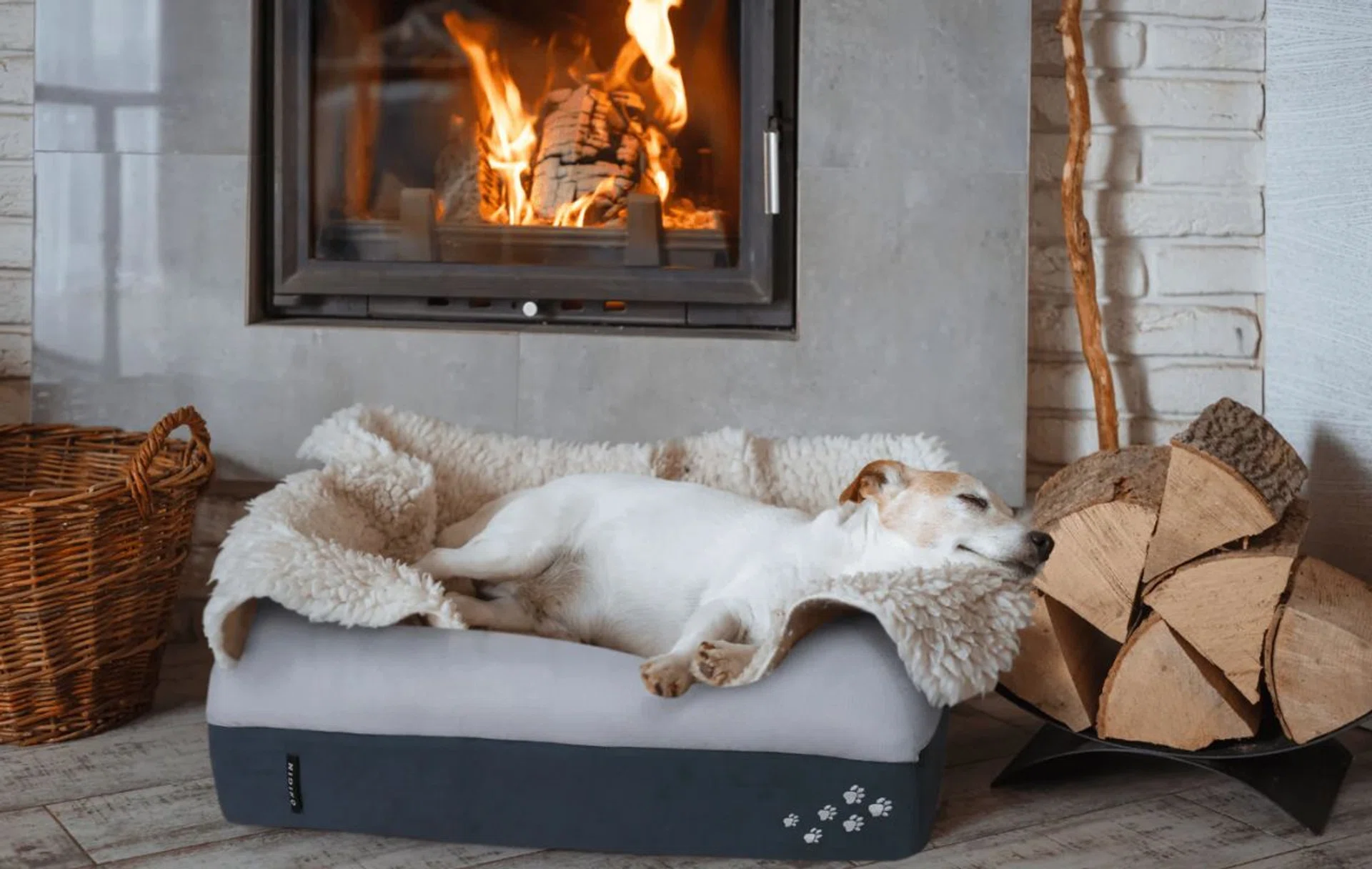 Black Friday Sale Singapore Guide: Best Pet Deals for Dogs & Cats 2025