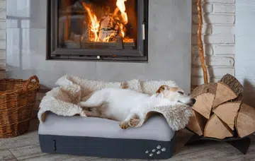 Black Friday Sale Singapore Guide: Best Pet Deals for Dogs & Cats 2025