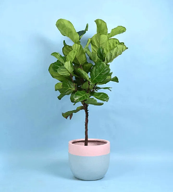 Fiddle-leaf Fig is available from Tumbleweed