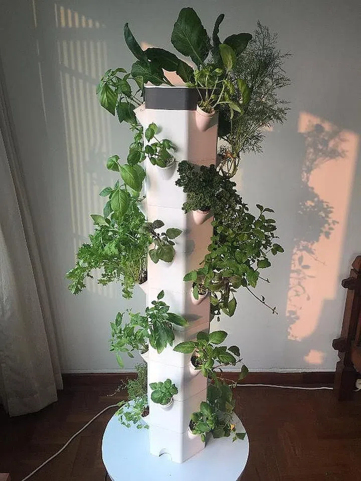 aerospring, aeroponic, urban gardening