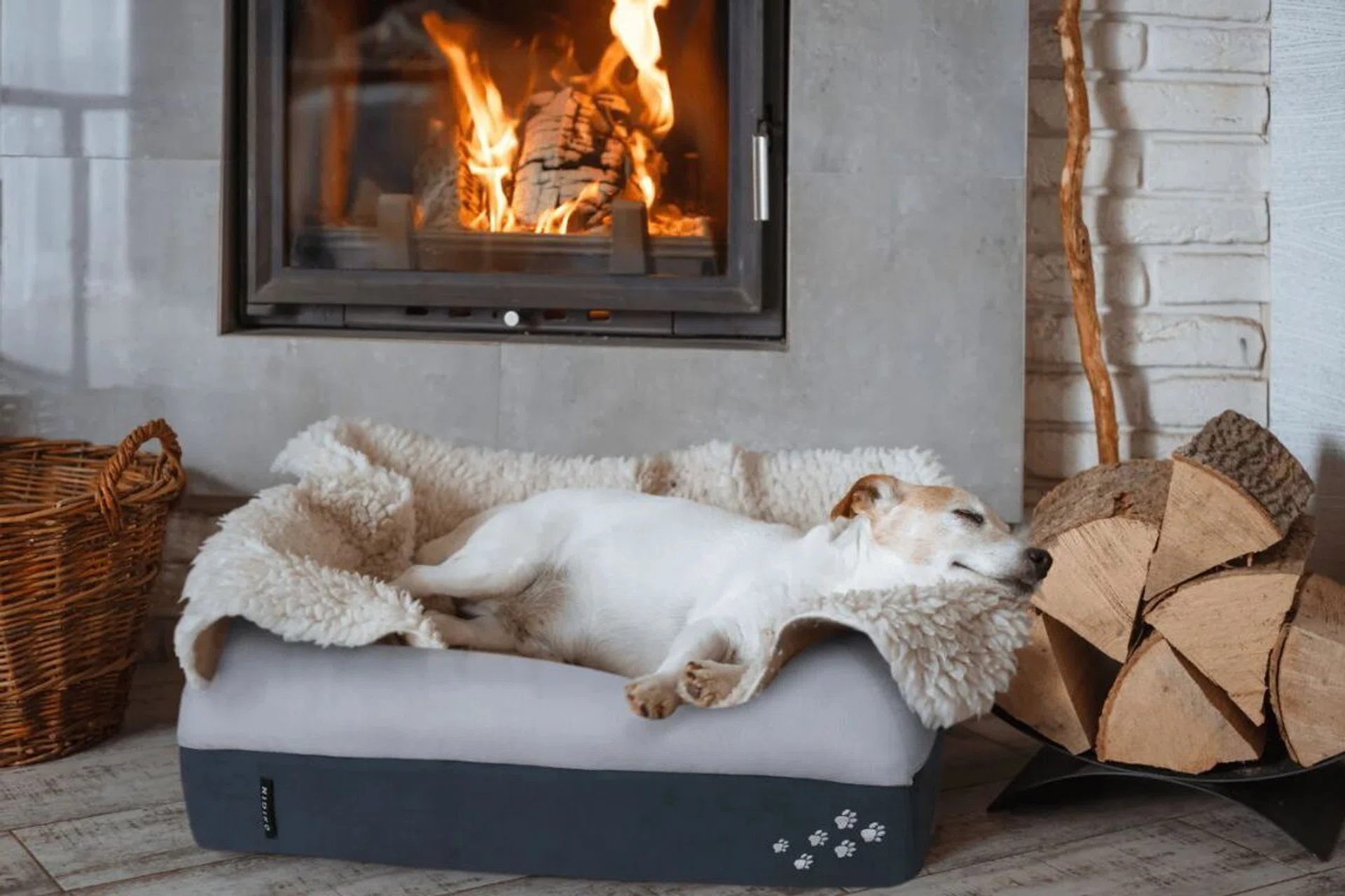 Black Friday Sale Singapore Guide: Best Pet Deals for Dogs & Cats 2025