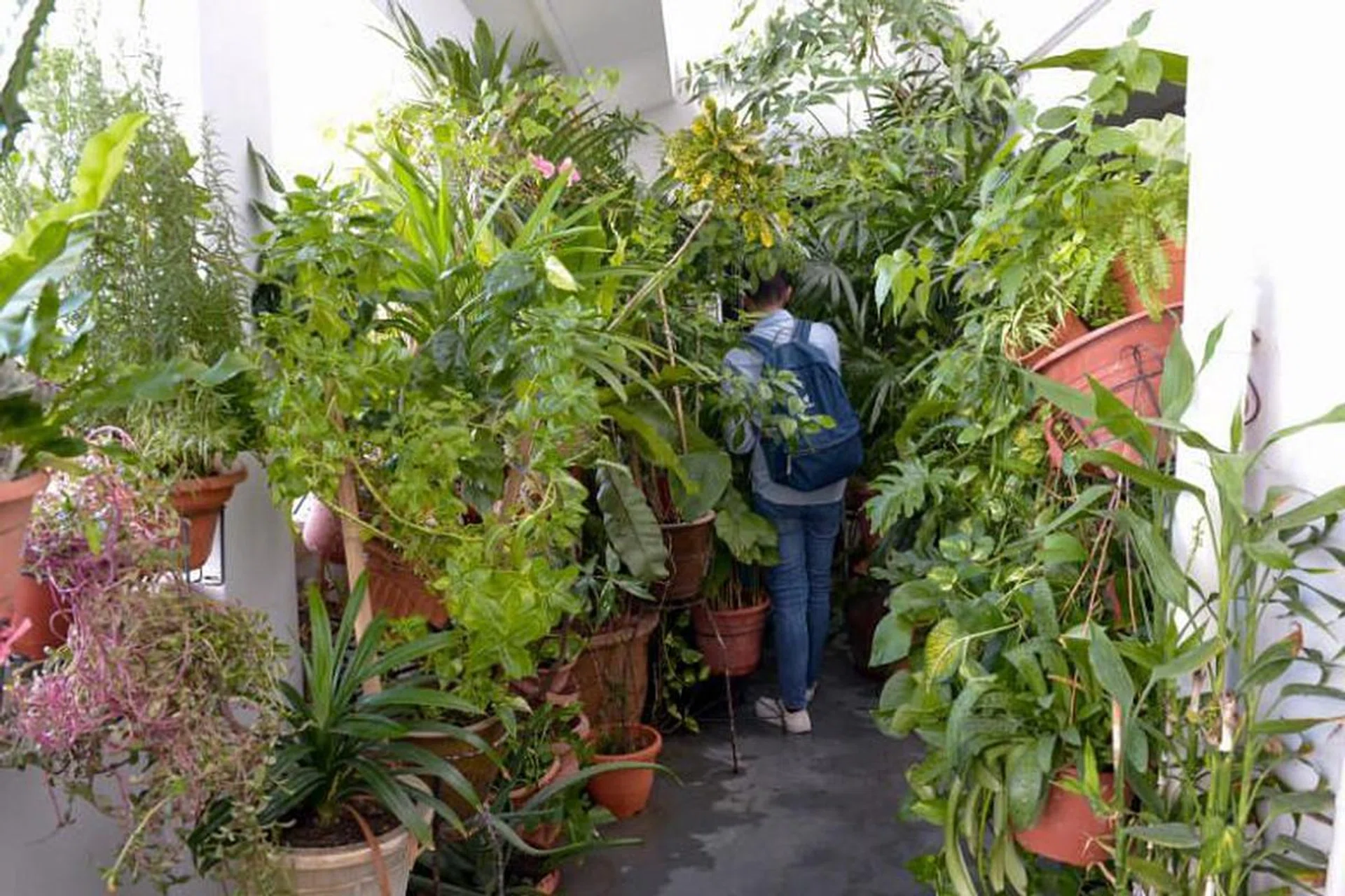 Rows of leafy plants are crammed pot to pot in the common space in front of the eighth-floor unit at Block 101 Pasir Ris Street 6. ST Photo by Shintaro Tay