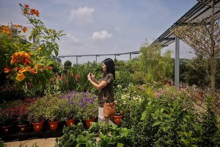 The rooftop garden of the Far East Flora Centre is filled with larger ornamental plants and herbs and edibles that need sunlight.