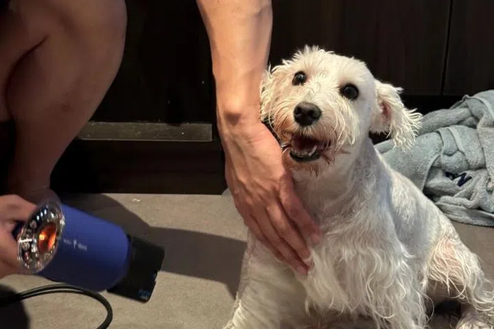 Dogs are especially sensitive to heat and noise, thankfully the Dyson Nural worked wonderfully on Dawa. She didn't flinch from the air current like she used to with other dryers. It also took less time to dry her thick coat. 