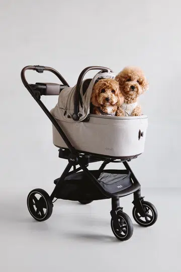 Seated in the Tavo Maeve + Rosoce pet stroller are Elliot and Ella, 3-year-old Cavapoo and Maltipoo dogs. They are both small to medium-sized, each weighing approximately 6kg.