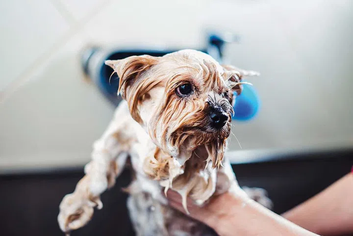Portrait of a wet dog. Yorkshire Terrier in the bathroom in the beauty salon for dogs. from the front view