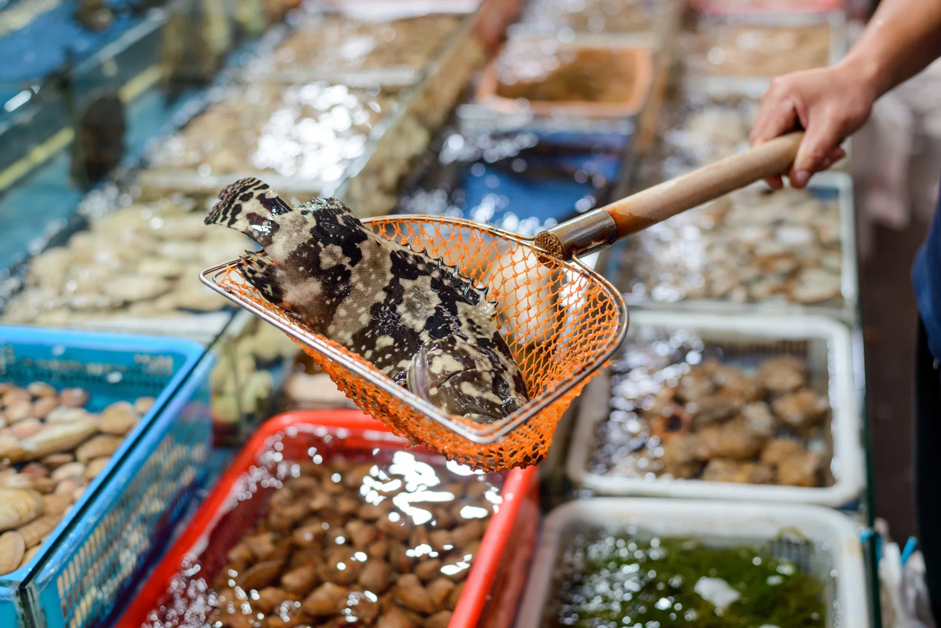 Fresh seafood at the fish market in Bangkok, Thailand, Asia.