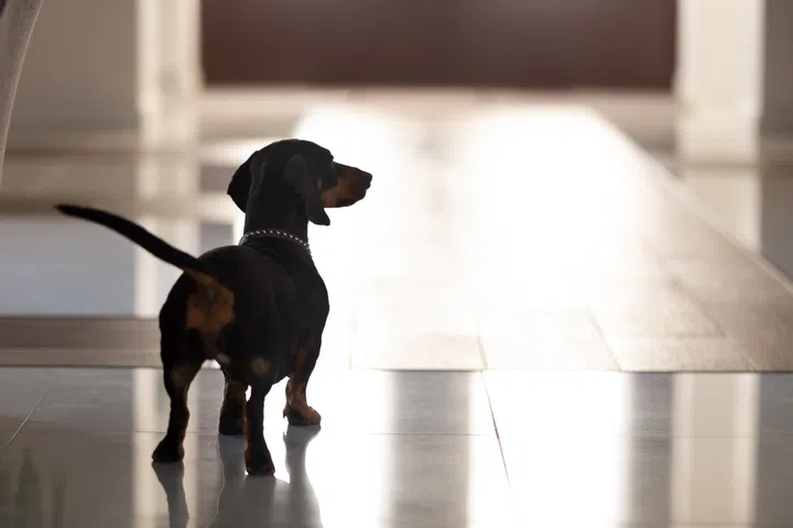 Close up cute pedigree dog, black dachshund with collar standing in hall of modern house alone, rear view, cute adorable pet waiting for owners to return at home, lovely animal