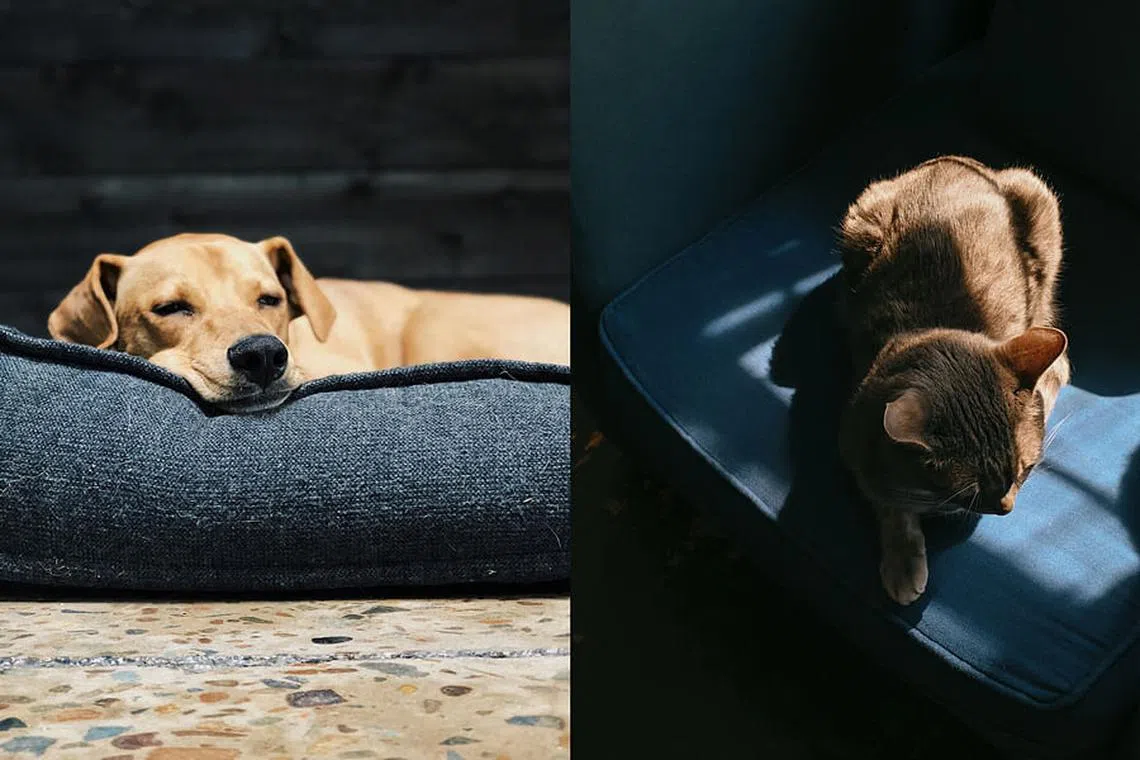 View of 5 pet-friendly fabrics (+ 1 you should absolutely avoid) - Home & Decor ...