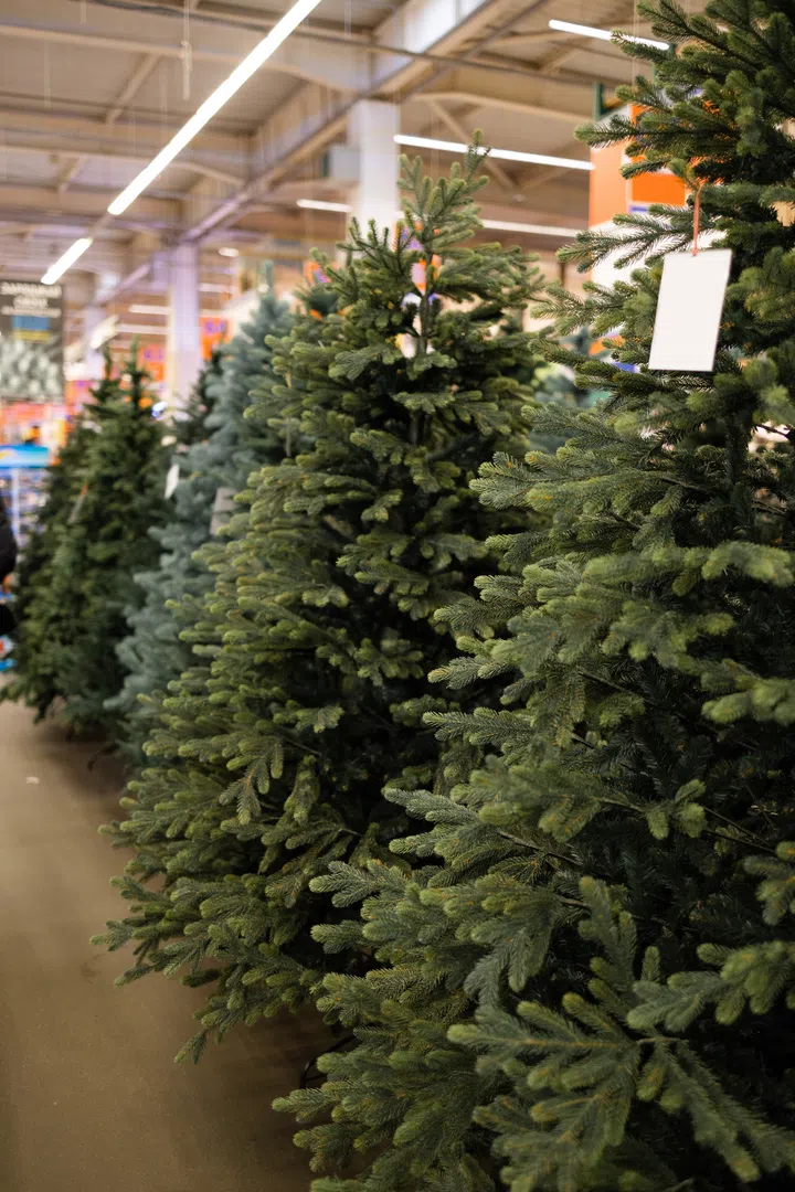 Christmas tree for sale in the store. Christmas tree in the store.
