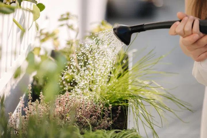 Close up of watering the plants from a watering can. Girls watering rosemary and other plants on balcony