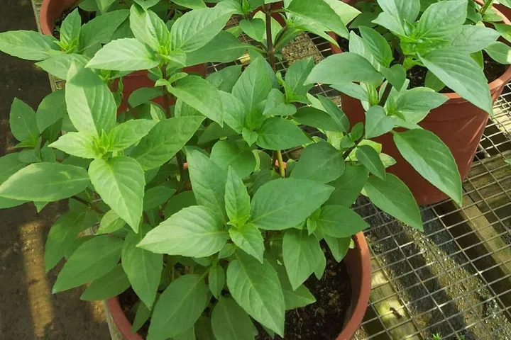 mosquito repelling plant