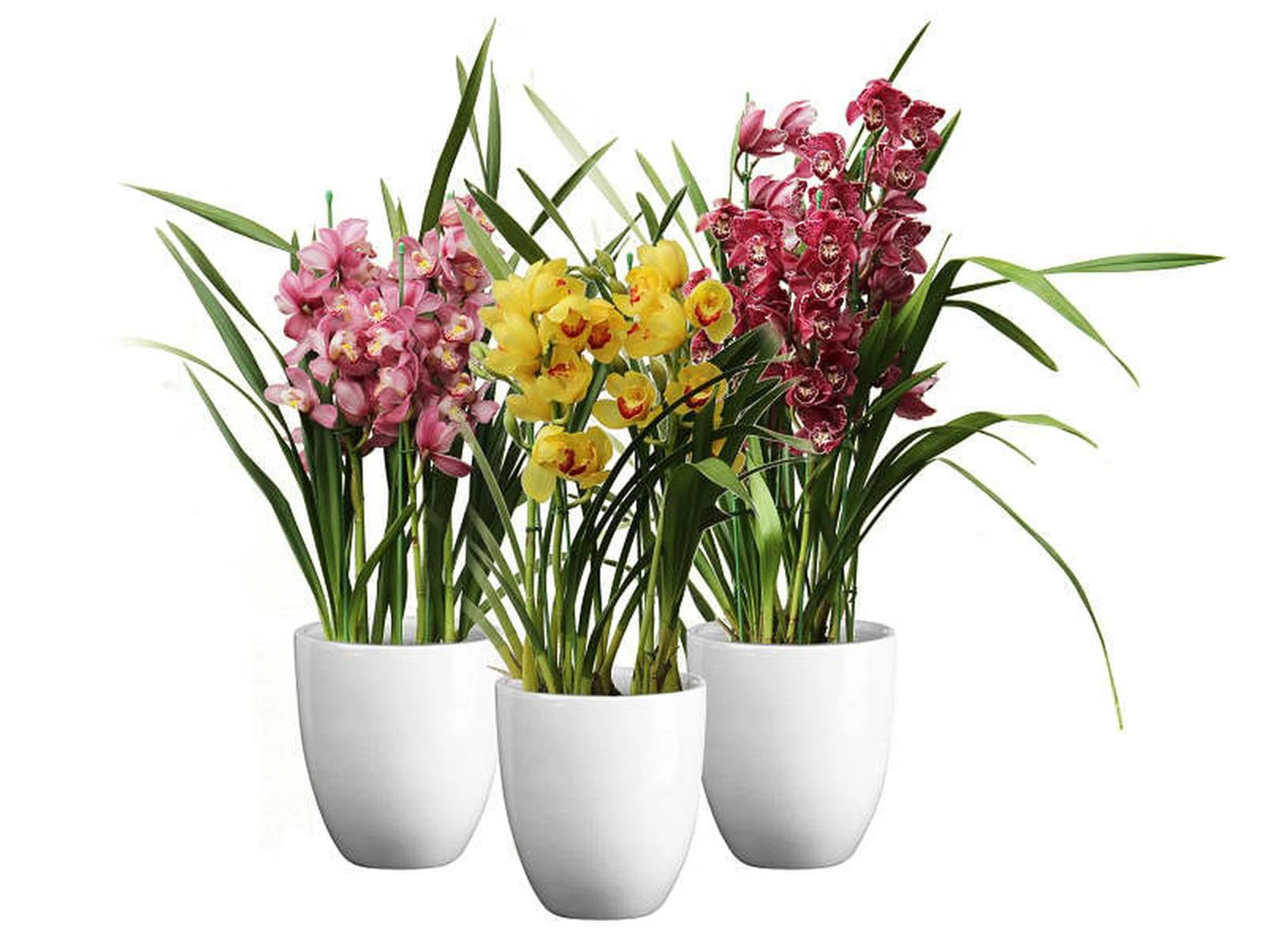 cnyplants4
