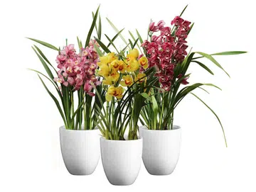cnyplants4