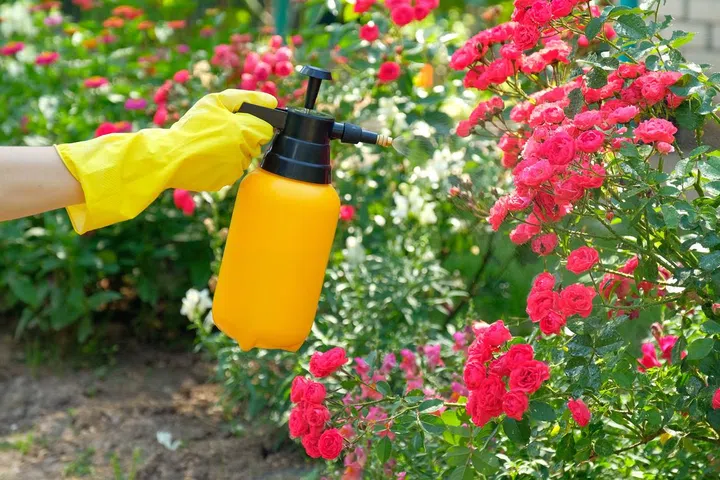Gardener’s hand in yellow rubber glove holding spray bottle with red rose flowers.