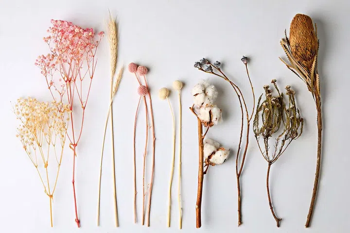 From left: Preserve baby breath, $15.00 per bundle, Pampas grass, $9.80 per bundle, Preserved craspedia $18.00 per bundle, Cotton $40.00 per bundle, Dried flowers, free. 