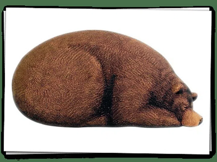 Sleeping Grizzly Bear