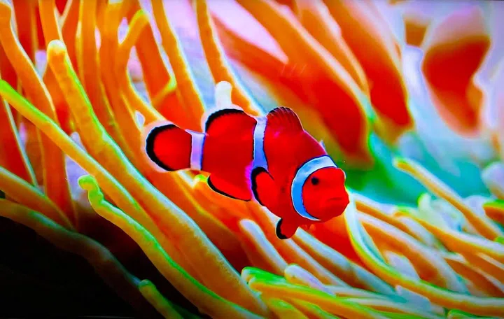 Nemo in native 8K content format, courtesy of YouTube.