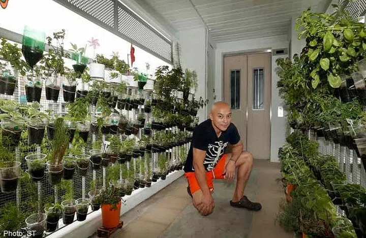 corridor garden in hdb