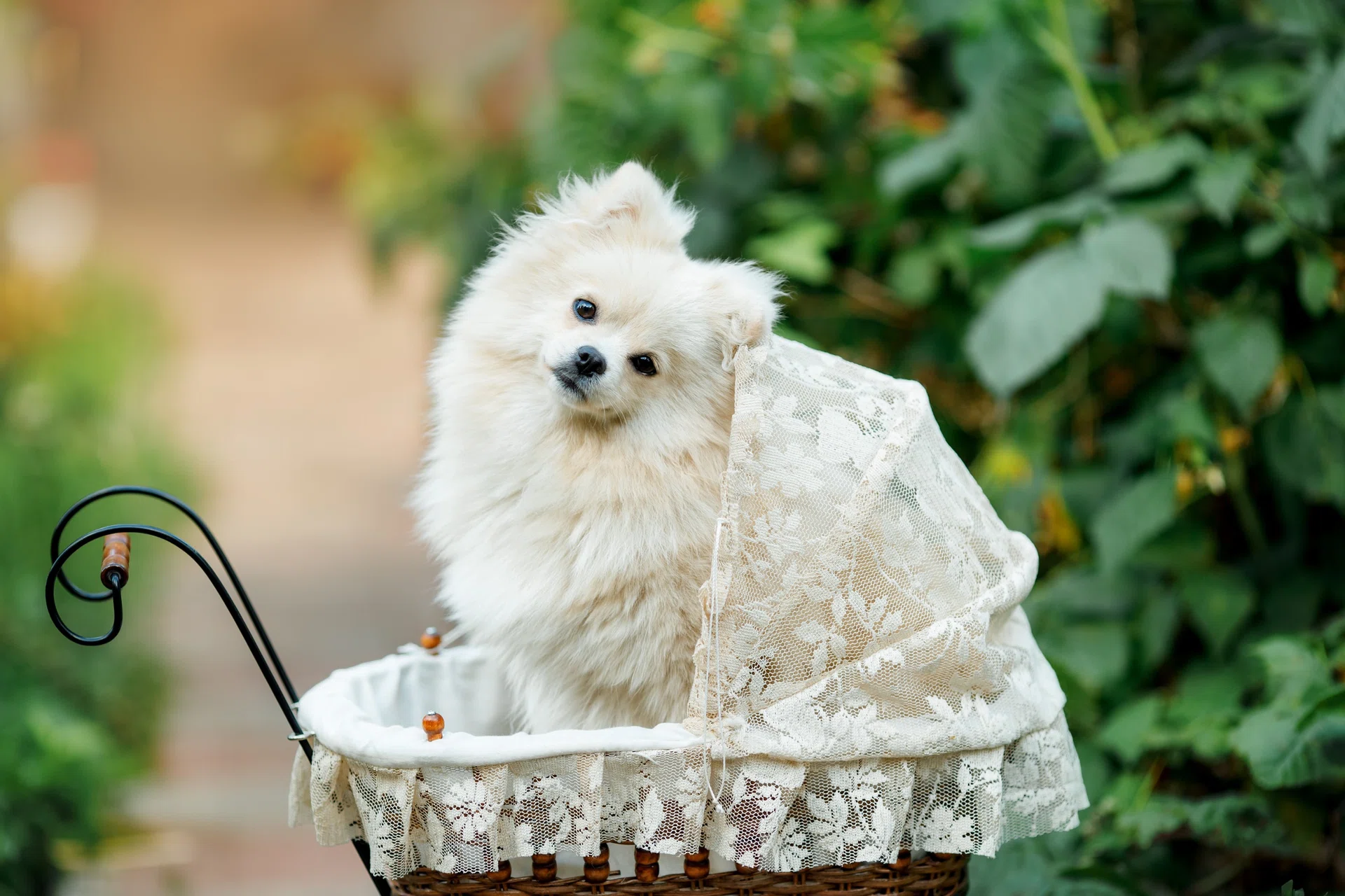 White Pomeranian dog sitting in a basket in the garden.