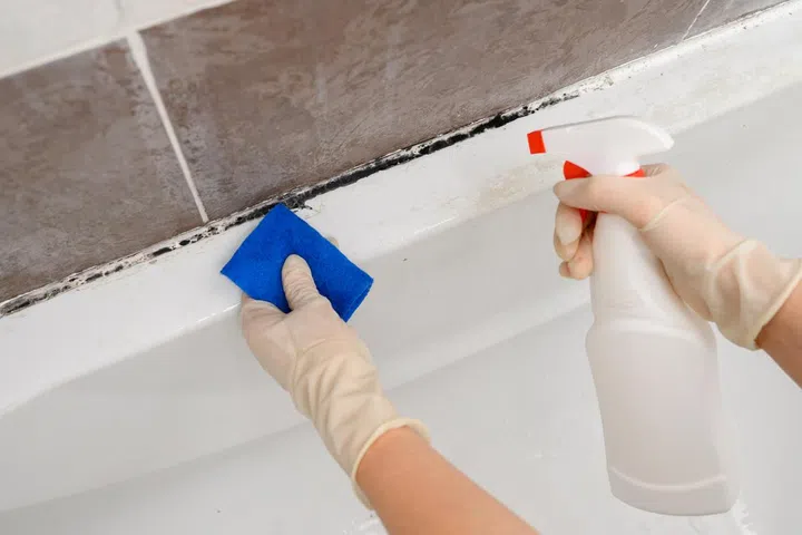 Woman in rubber gloves, applies special antifungal anti-mold agent to black seams covered with black mold in bathroom, wipes away dirt with sponge. Fighting household mold.