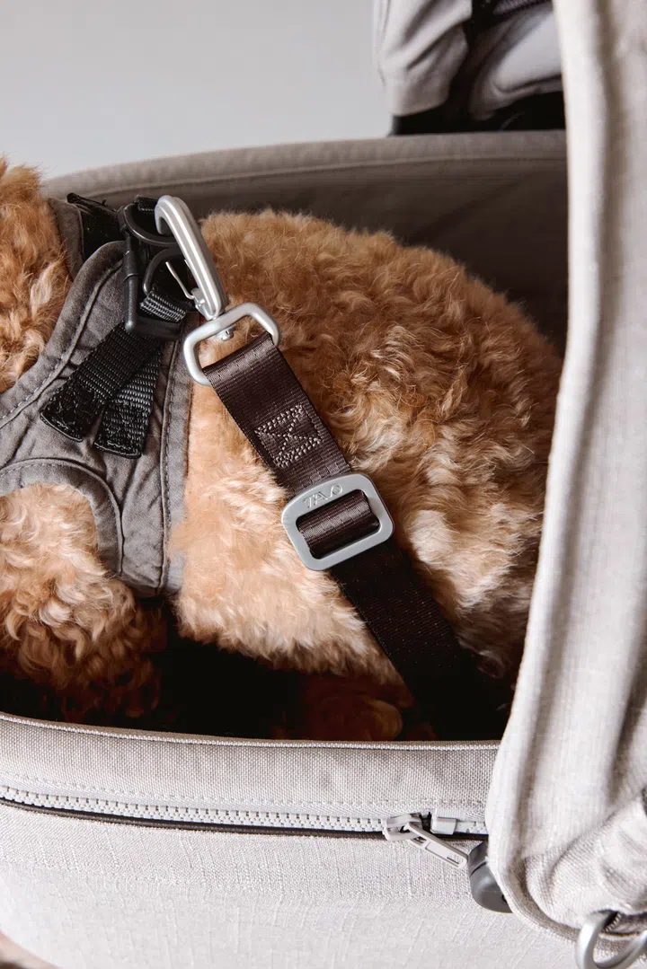 Tavo pet car seats come with two wide, length-adjustable, and removable seat belts - as modelled on my 6-year-old furchild here.