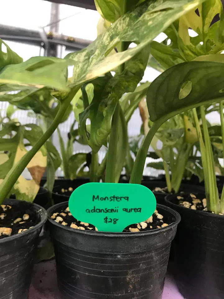 A young tissue-cultured Monstera adansonii aurea ($28) from Littlebotany in Punggol. ST PHOTO: ARTHUR SIM