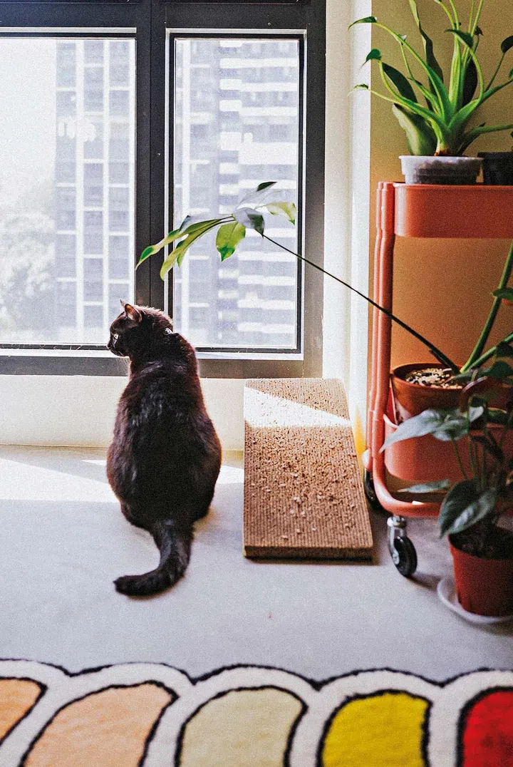 Describing their cat as “the most well-behaved cat”, the couple felt confident to buy what they love without worrying about them getting damaged.