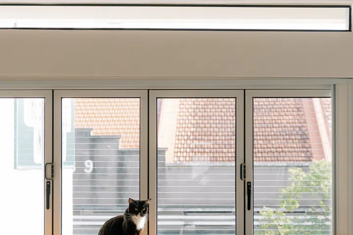 The full-length oak counter serves multiple purposes—as a casual spot for drinks, a favourite lookout over Joo Chiat, and a sunny perch shared with Yquem and Lafit.