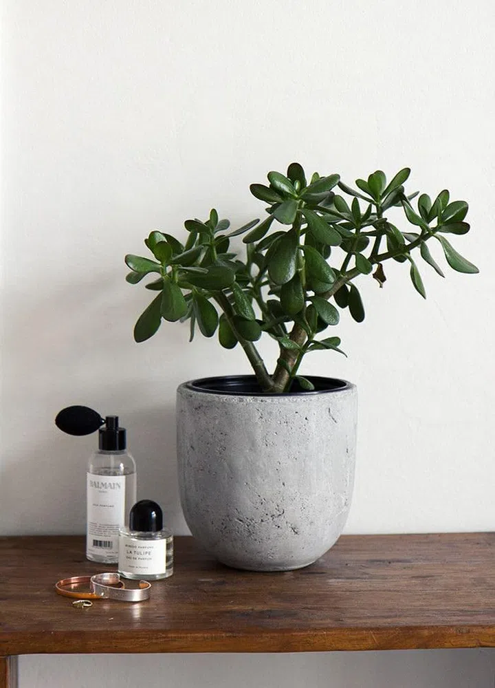 house plant, jade tree, succulent, easy to care for, low maintenance