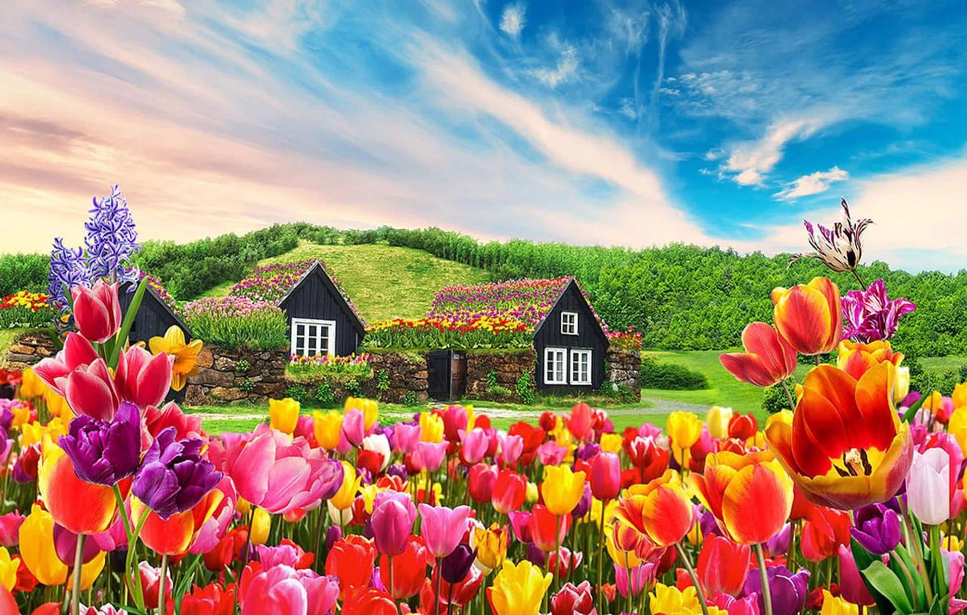tulipmania