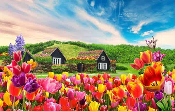 tulipmania