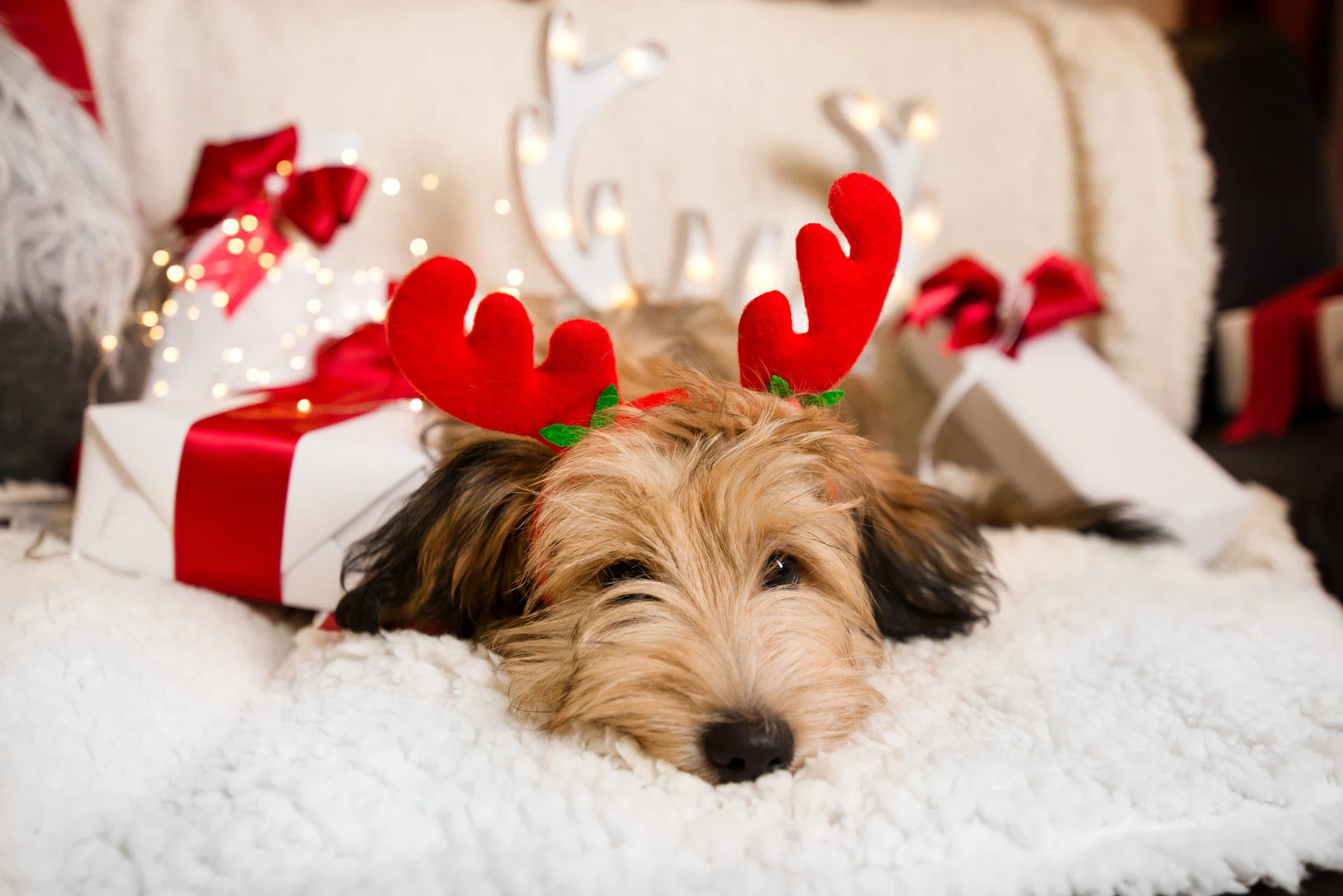 Lovely, cute puppy with reindeer antlers obediently sitting next to Christmas presents, gift boxes with red ribbons on white, fluffy, cozy blanket. Glowing reindeer decoration and fairy lights.