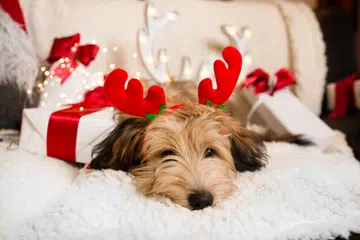 Lovely, cute puppy with reindeer antlers obediently sitting next to Christmas presents, gift boxes with red ribbons on white, fluffy, cozy blanket. Glowing reindeer decoration and fairy lights.