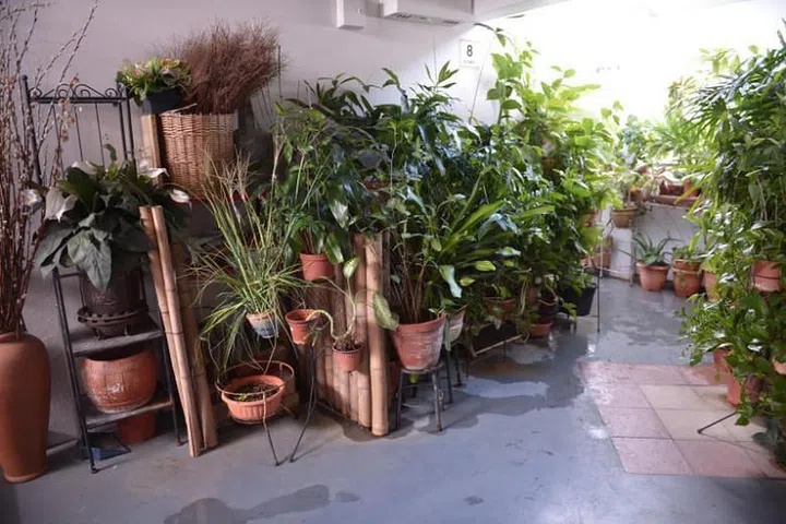 Dense display of plants along the corridors of 101 Pasir Ris St 6. ST Photo by Shintaro Tay