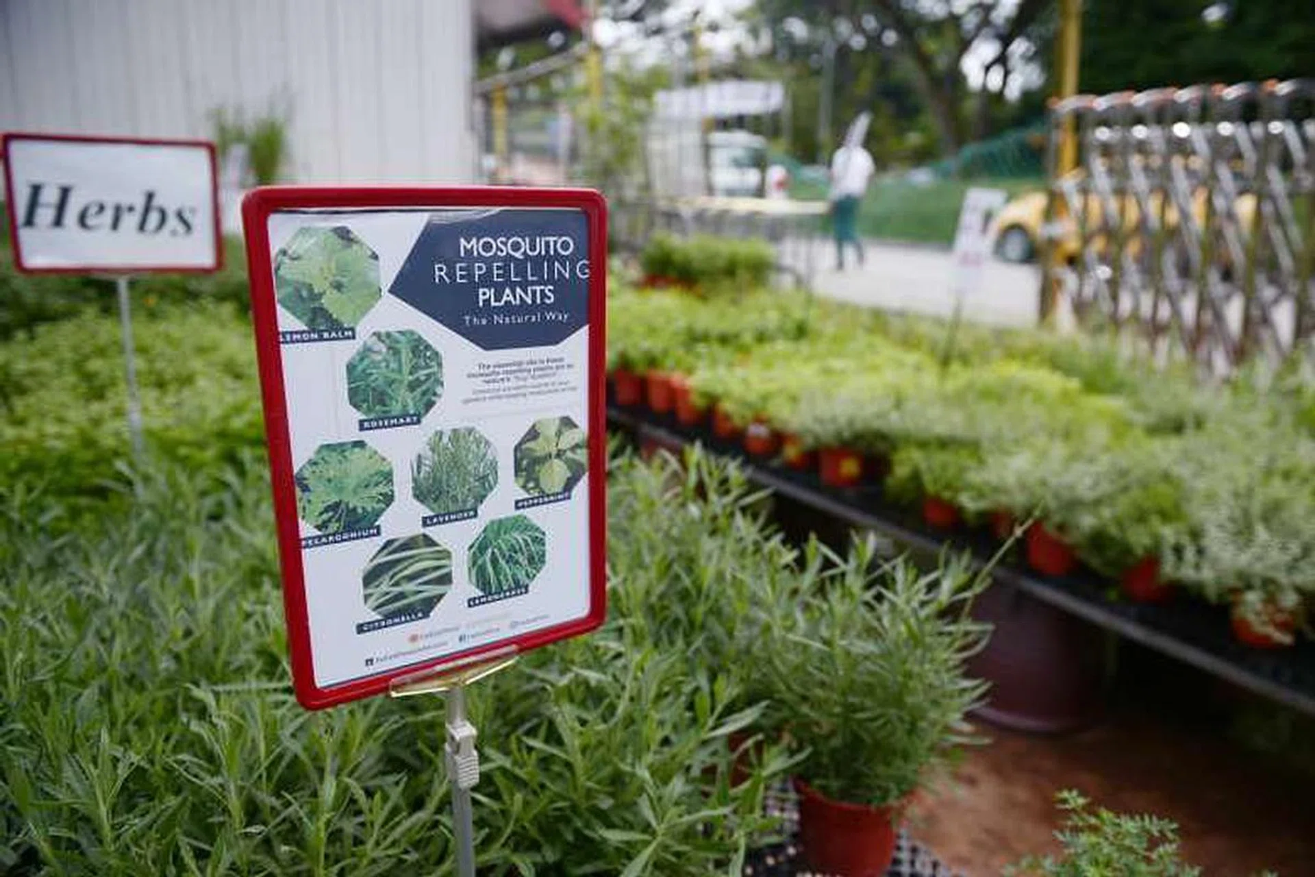 mosquito repelling plants