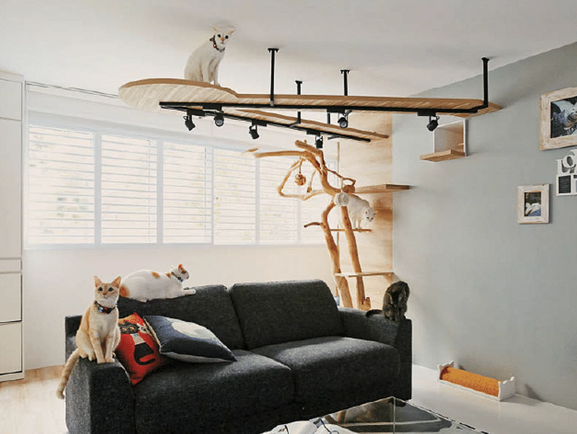 71462-living_with_cats_3