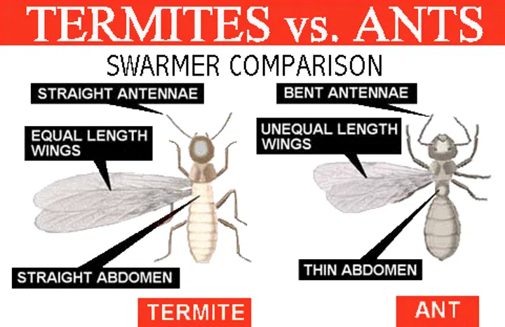 flying ants, flying termites, flying insects, alates, pests, common problems, singapore, lights