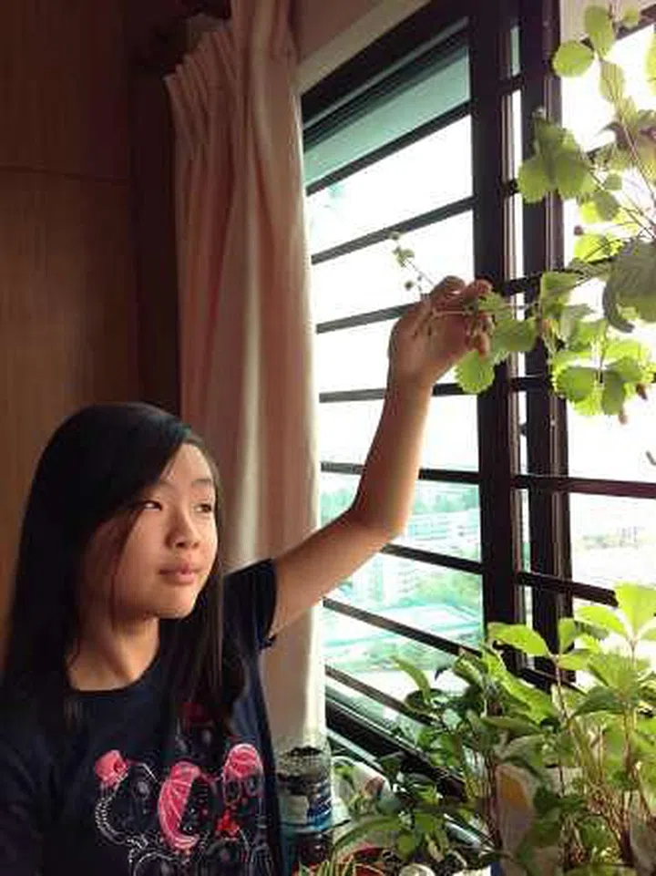 growing strawberries