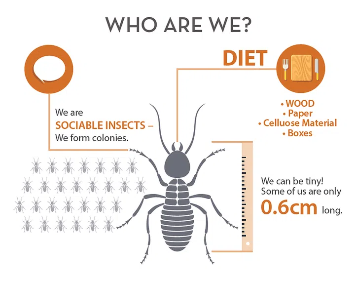 Termites