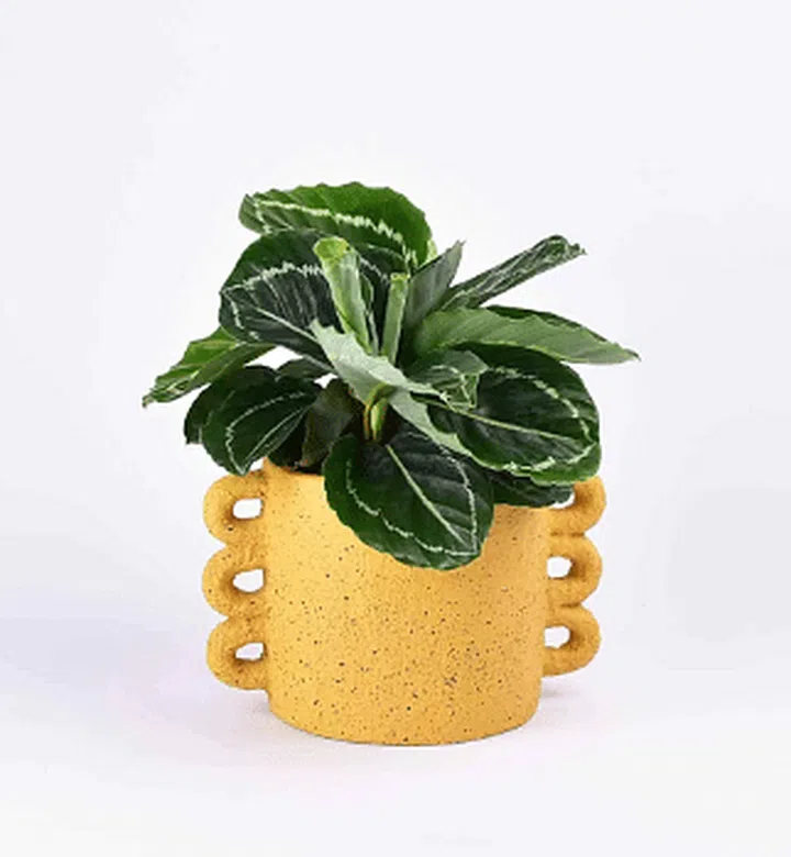 Calathea Roseopicta in Large Looper Planter from Tumbleweed