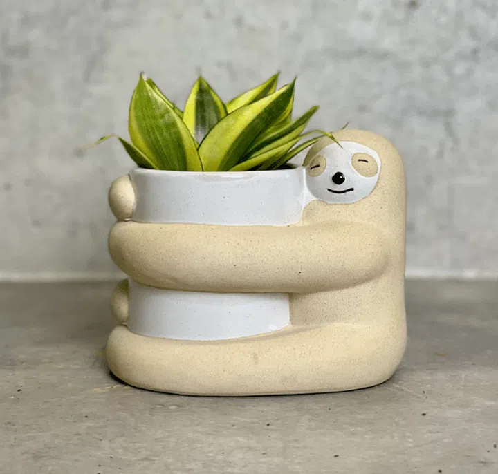 Mini Snake Plant Laurentii in a cream Lulu sloth ceramic pot from Rooted for $36