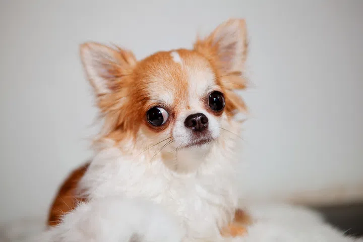 A cute red and white chihuahua on white fur