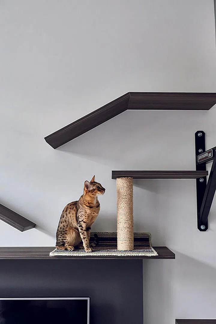 3 Cat-friendly Condo & HDB Interior Design Ideas for cat lovers! | Home ...