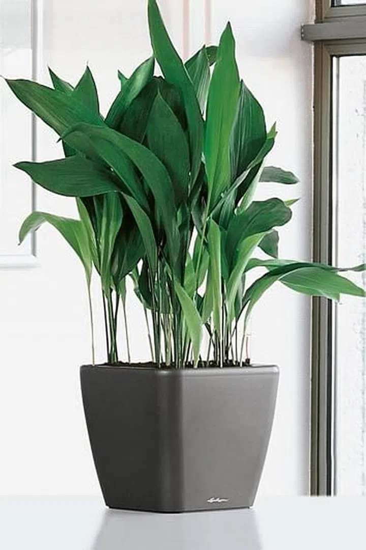 house plants, easy to care for, low maintenance, cast iron plant, indoor plant