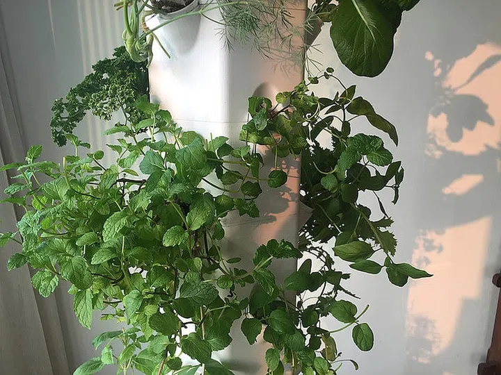 aerospring, aeroponic, urban gardening