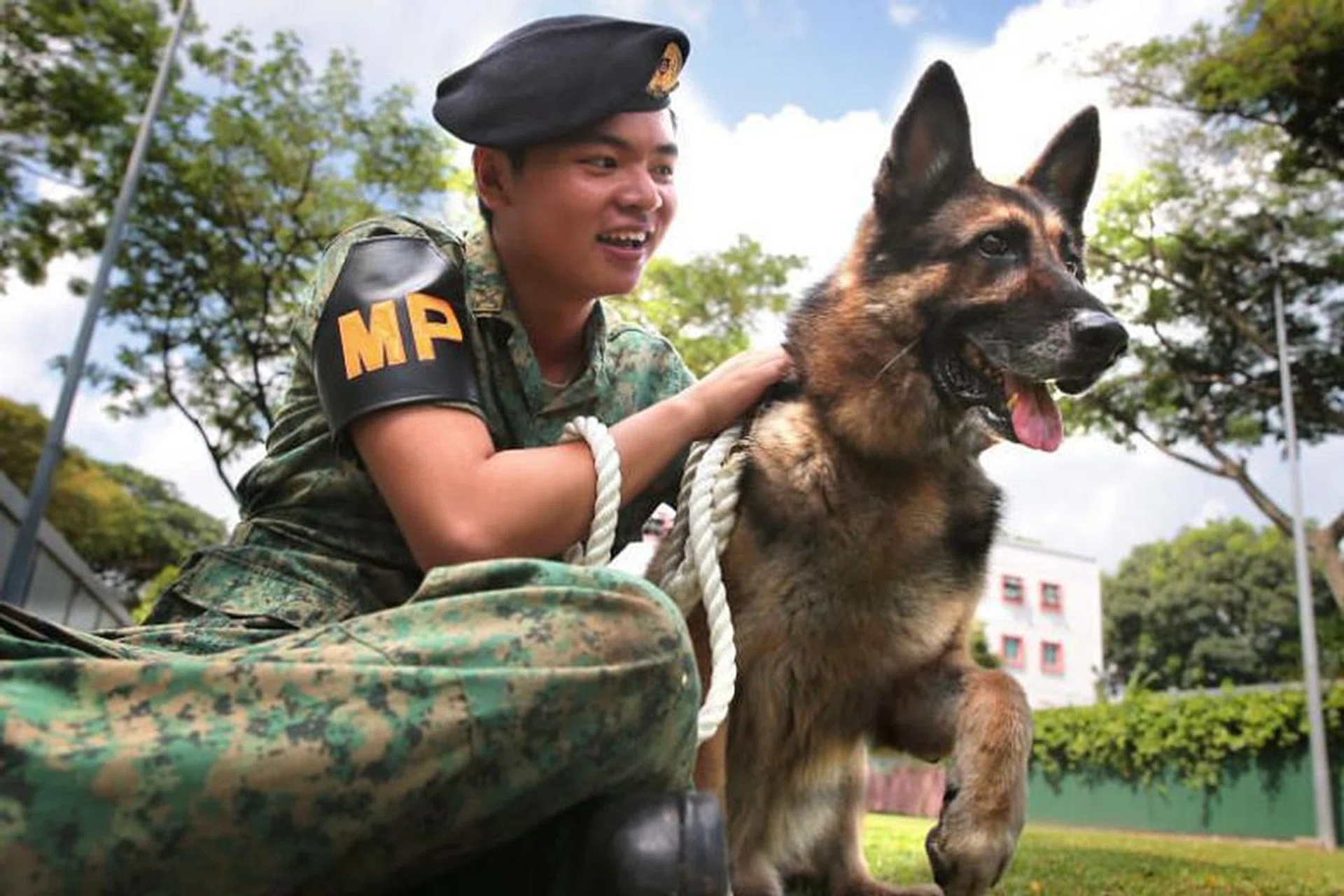 HDB homeowners are now permitted to adopt former military police sniffer dogs. Photo: The New Paper