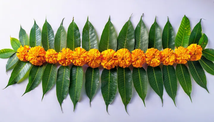 Indian flower garland of mango leaves and marigold flowers. Ugadi diwali ganesha festival poojas weddings holiday ornate decoration. White background mango leaf garland.